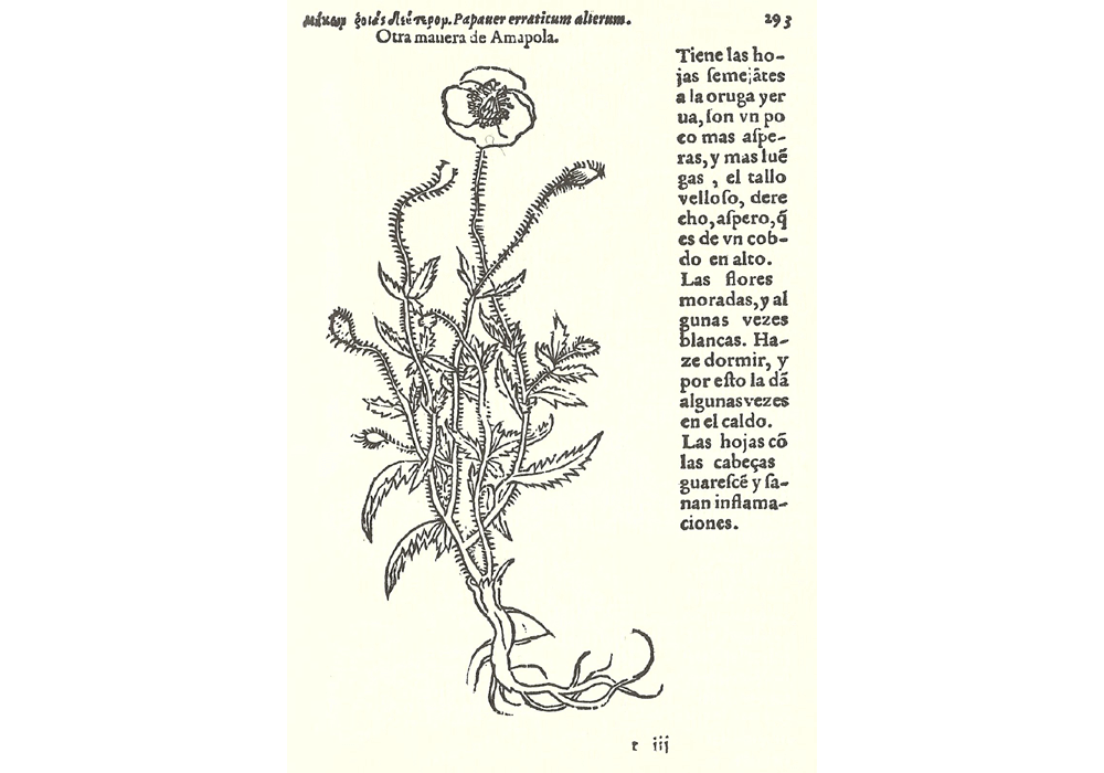 Hª yervas plantas-Fuchs-Jarava-de Laet- Incunables Libros Antiguos-libro facsímil-Vicent García Editores-8 Amapola.